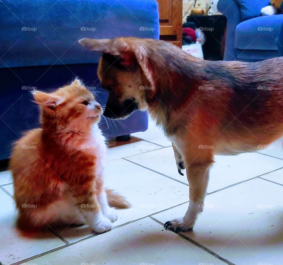 Chien et chaton