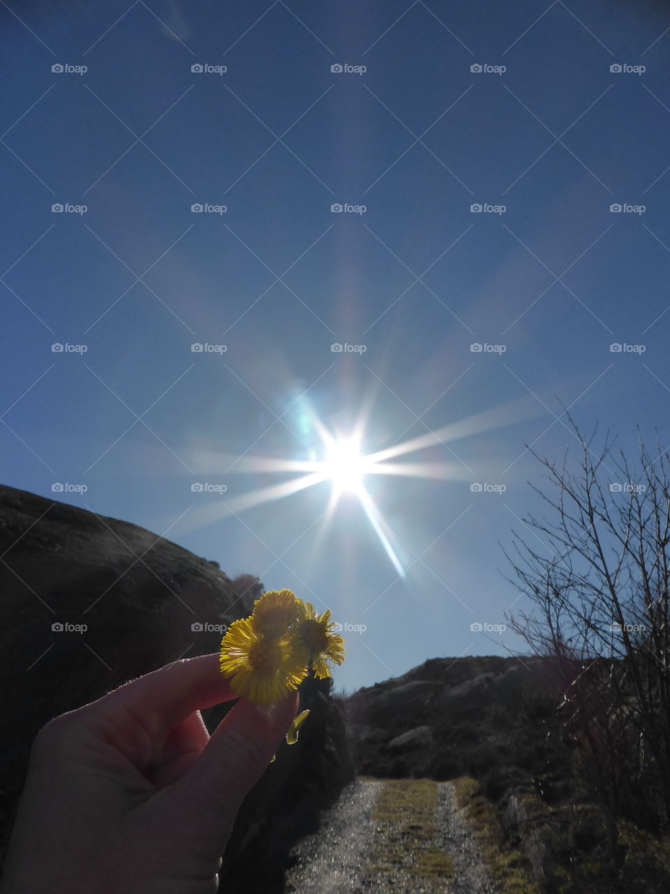 Holding Coltsfoot against the sunny sky