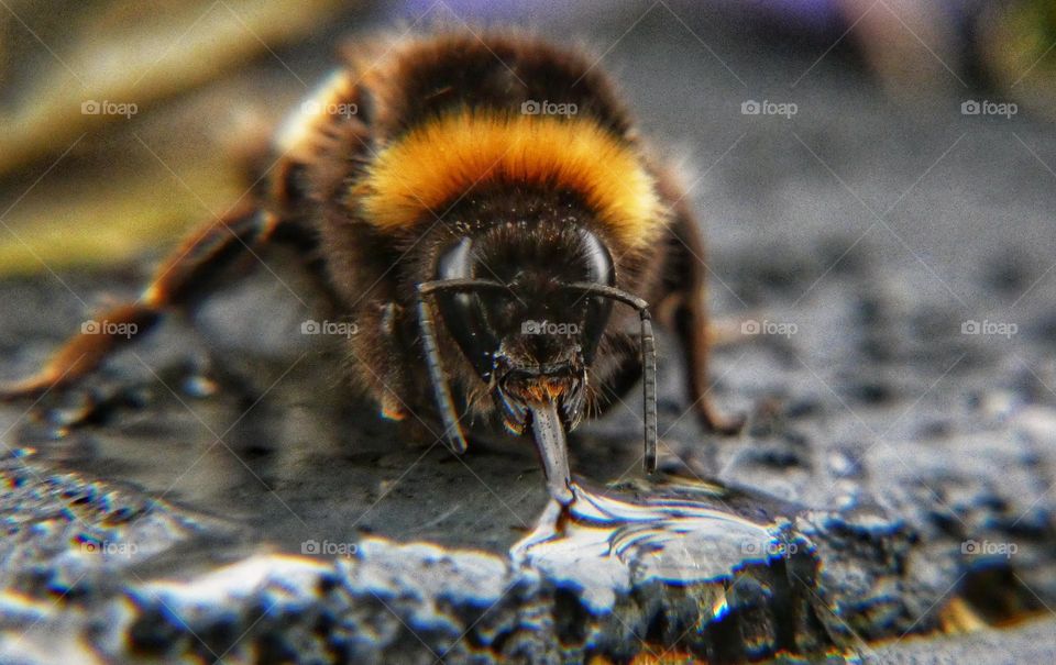 Bee drinking