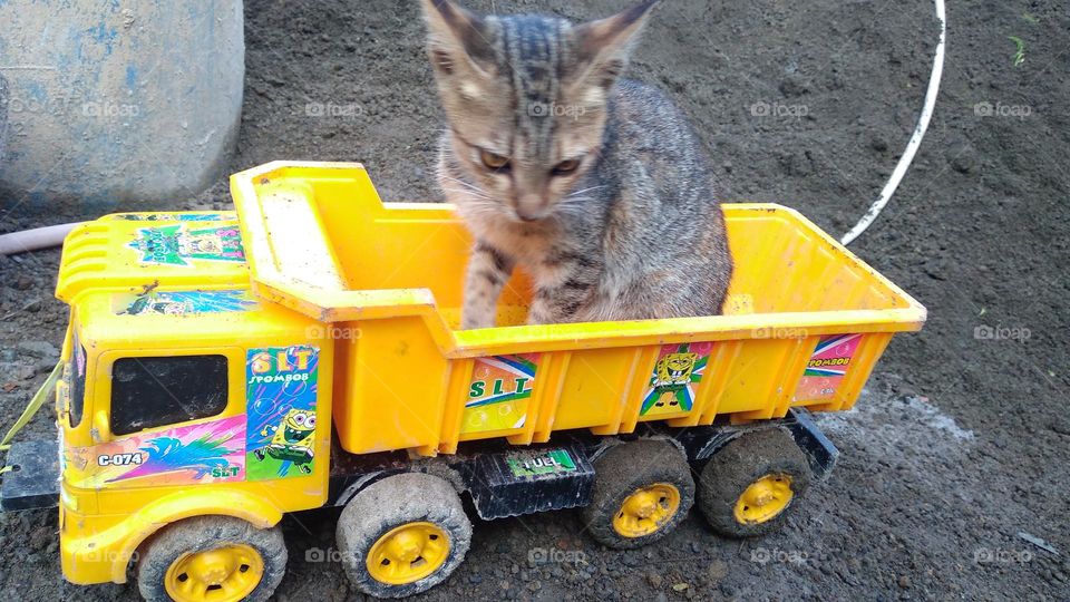 Cute kitten sitting on toy car