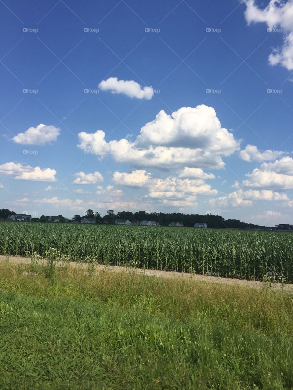 Country side and corn field