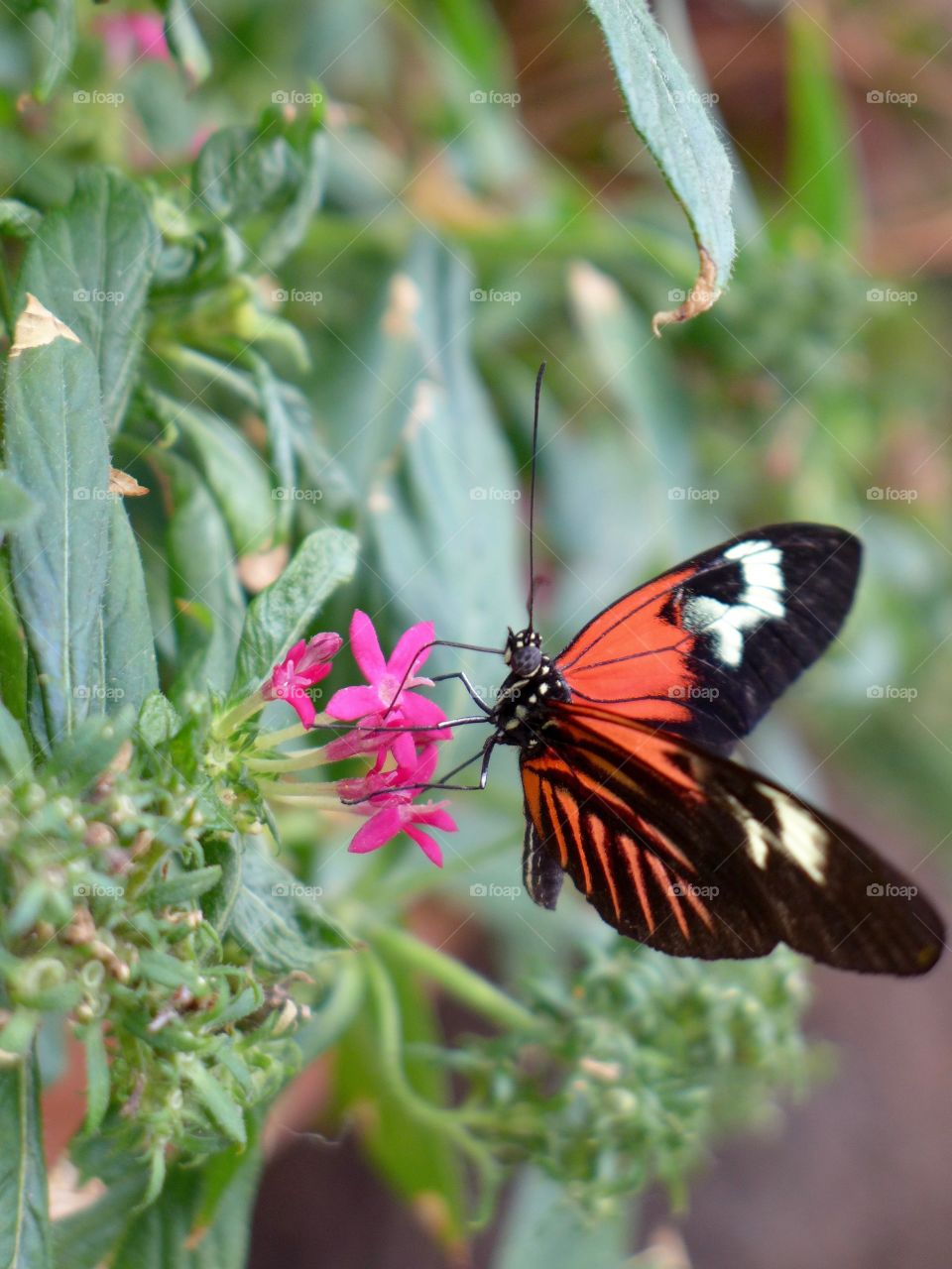 Red lacewing butterfly