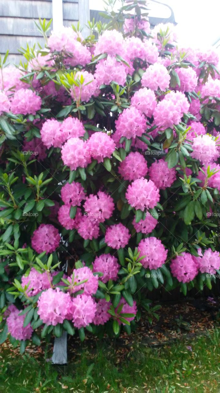 Flower, Garden, Flora, Blooming, Leaf