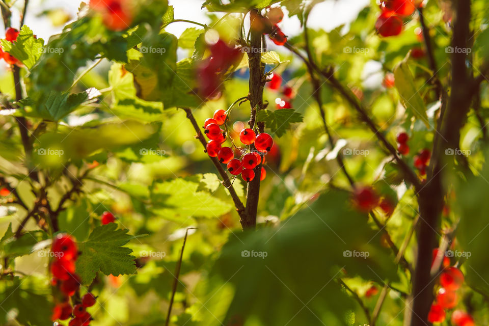 Red currants