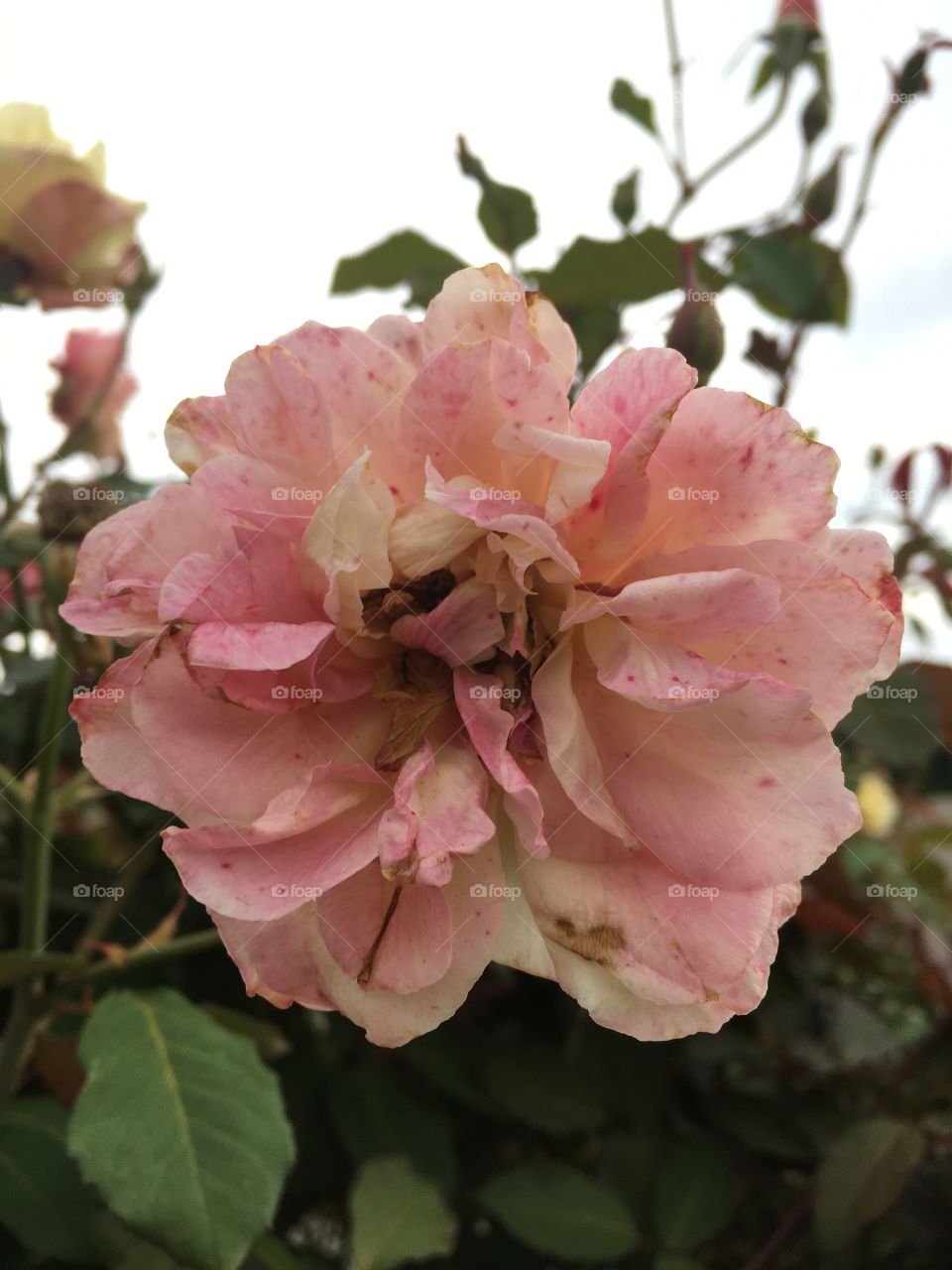 Flores do nosso jardim - neste dia nublado, a rosa Champagne colore nosso domingo. 