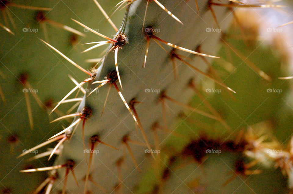 arizona cactus needles by refocusphoto