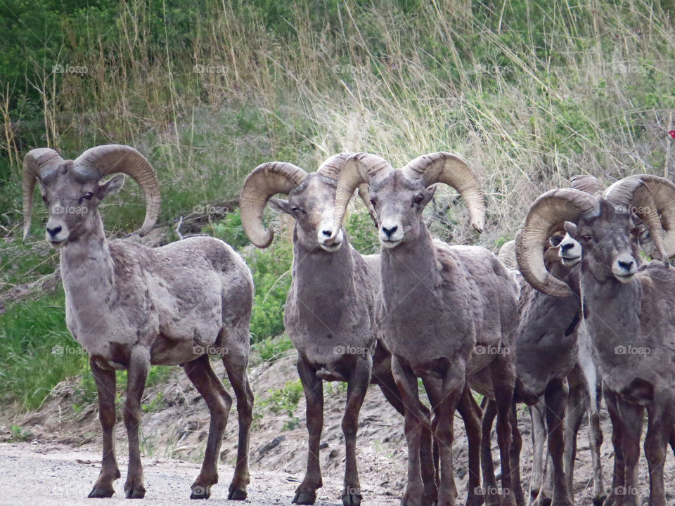 Rams in Estes Park