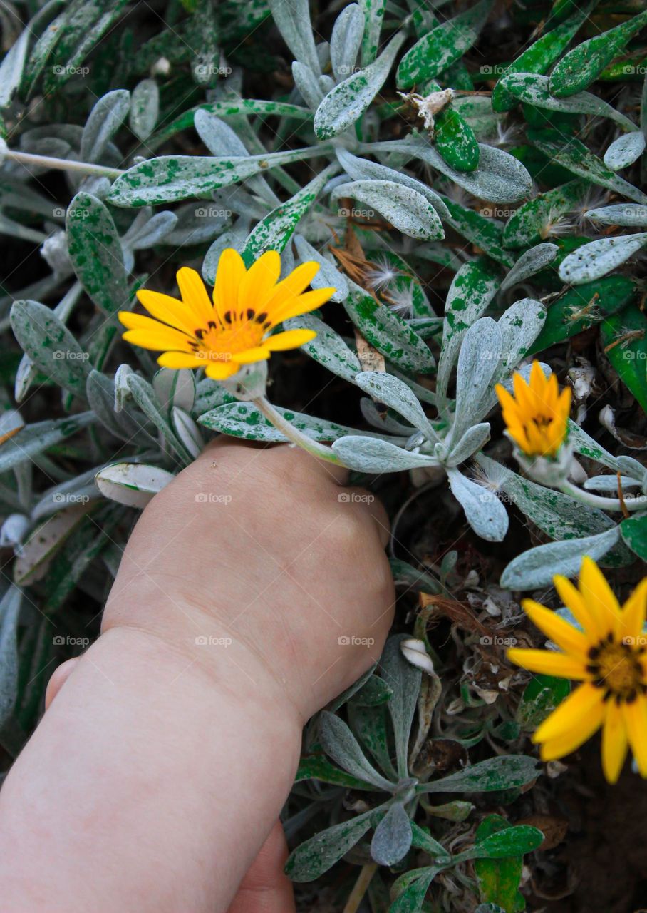 Baby girl is holding flower for the first time 🌼