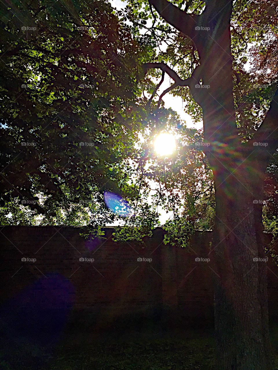 Sun rays in between the trees!