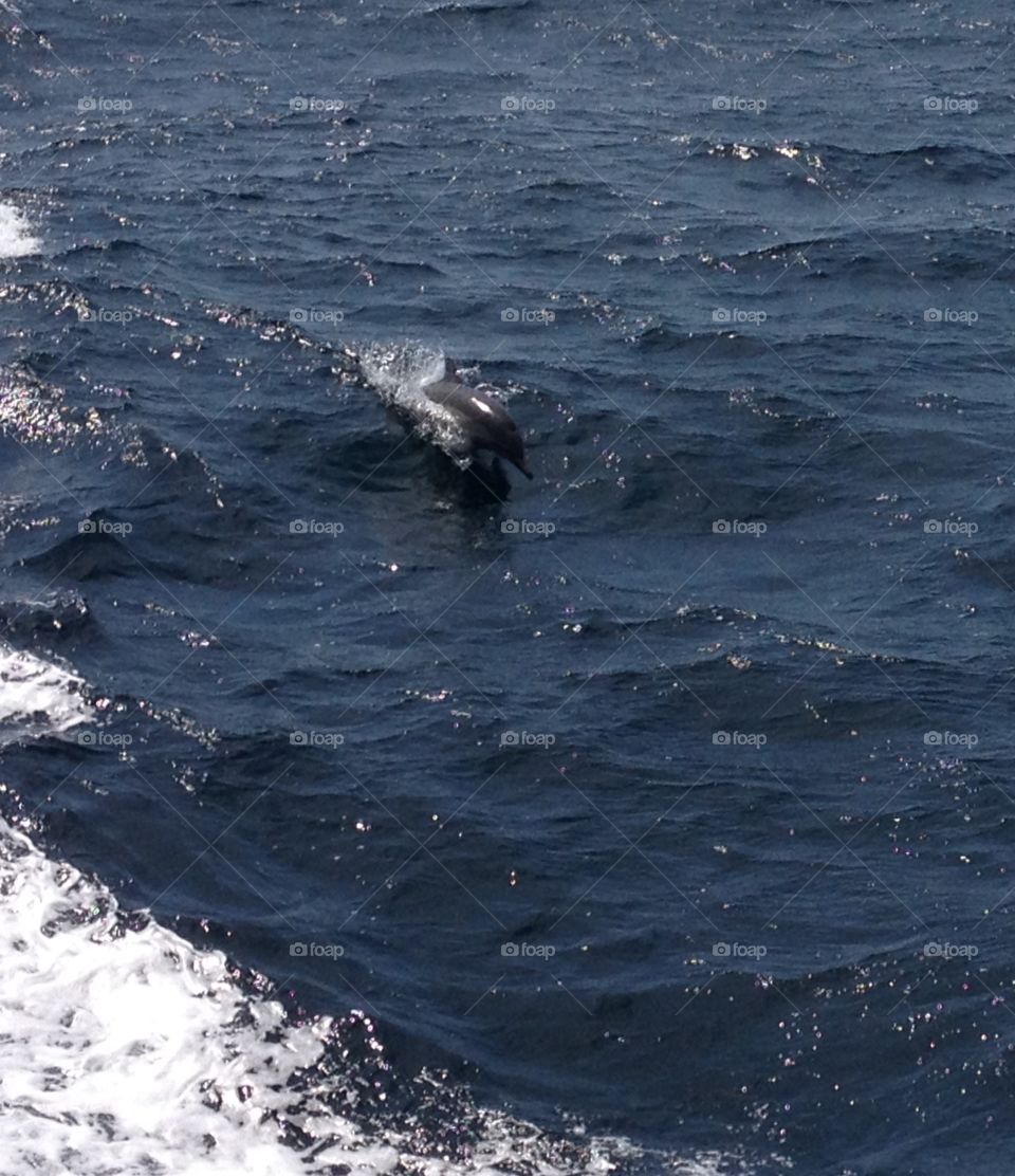 Dolphin. Dolphin while whale watching