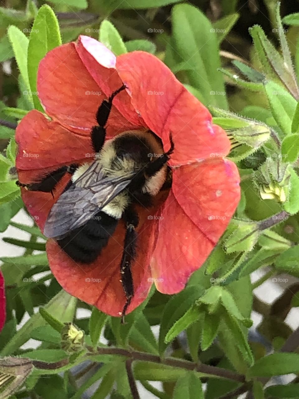 Bumble Bee and petunia 