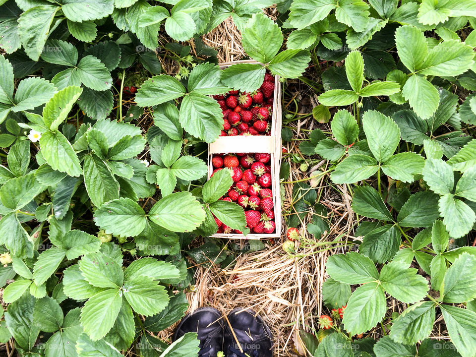 view from above, standing on the strawberry field with a box full of strawberries