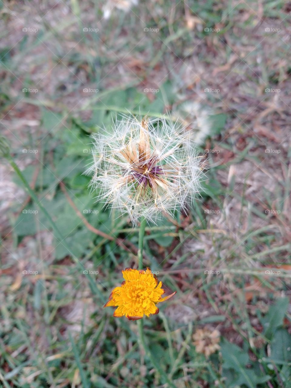 Dandelion