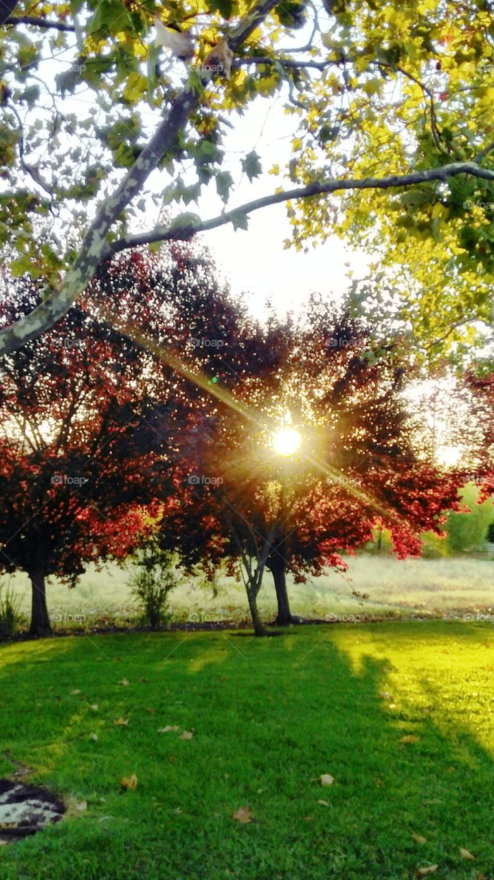 good morning nature sunrise