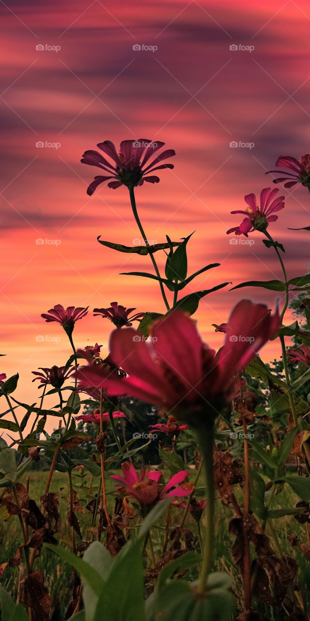 beutiful red flowering plant in the garden at sunset