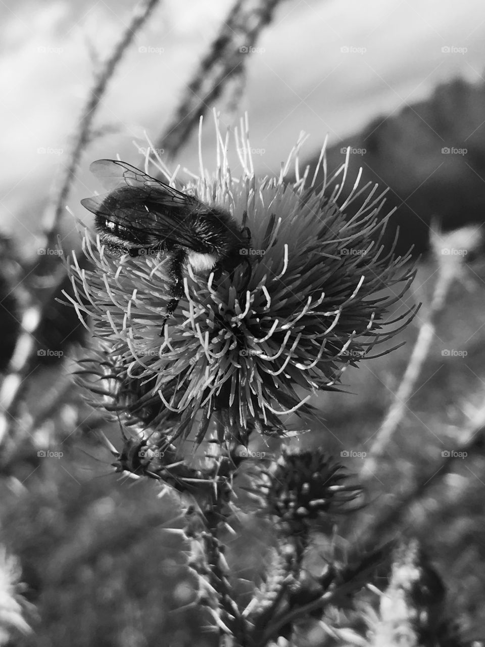 Black & White Pollination 