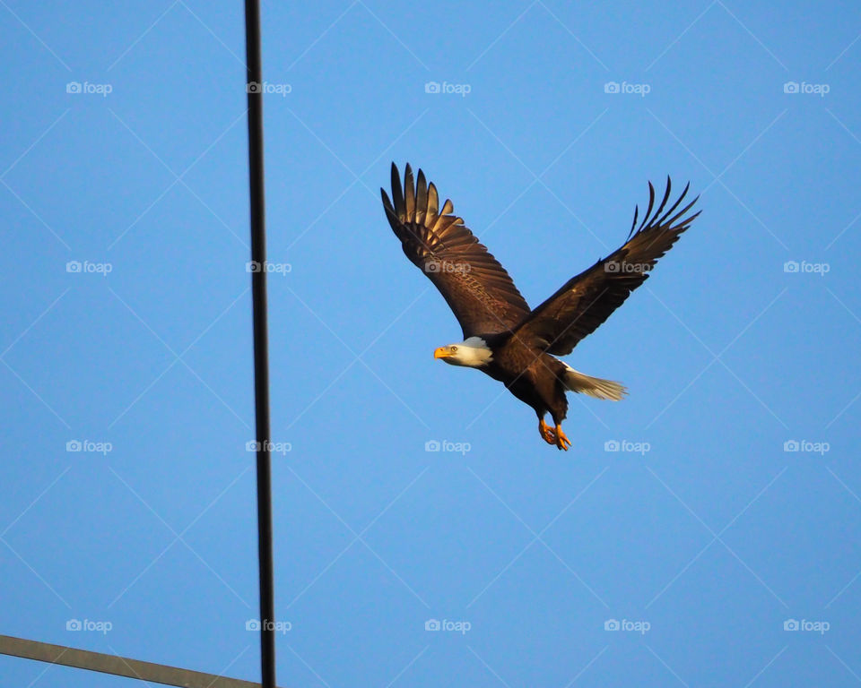 Eagle on Flight 