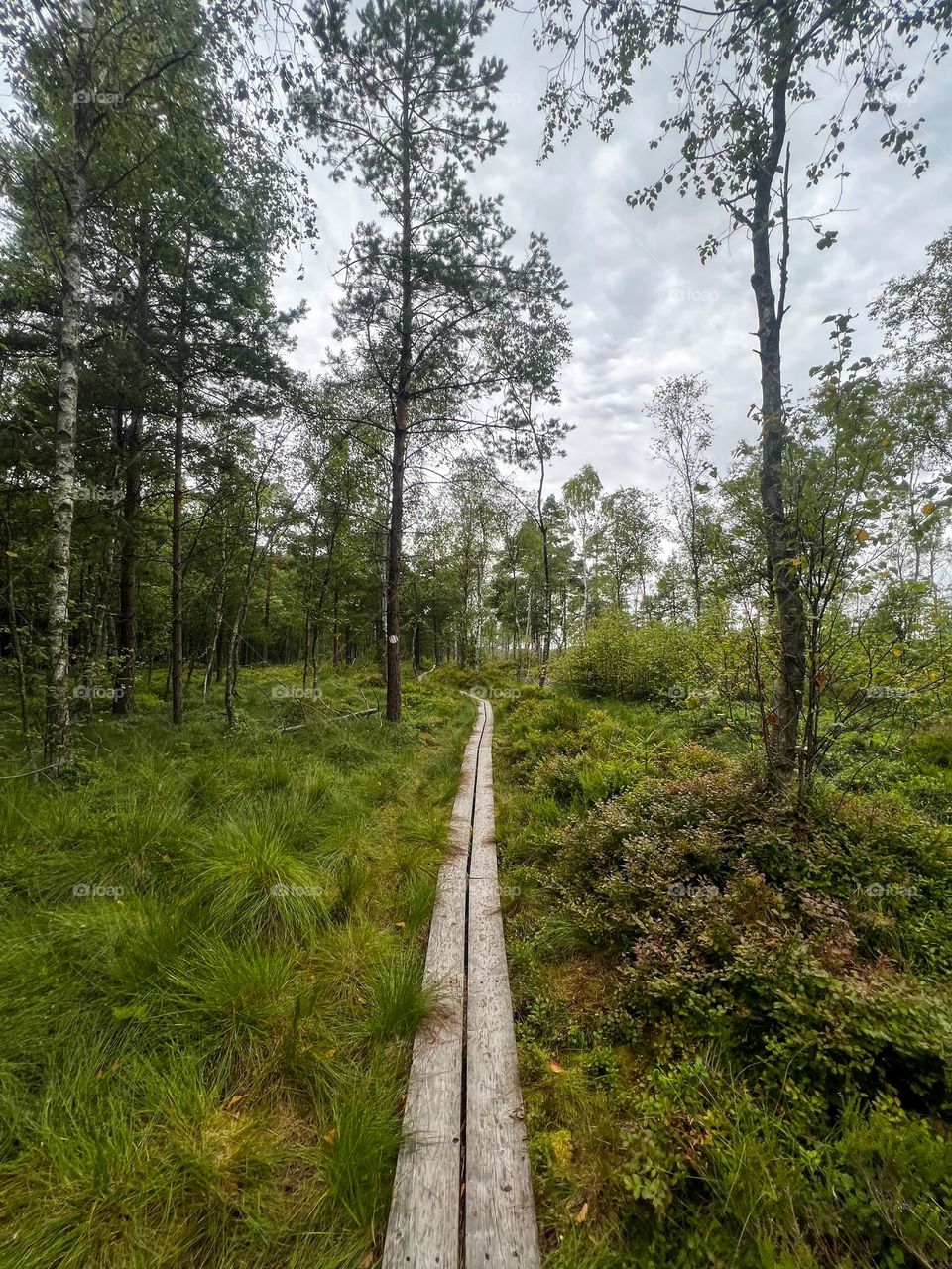 Landscape photo of nature 