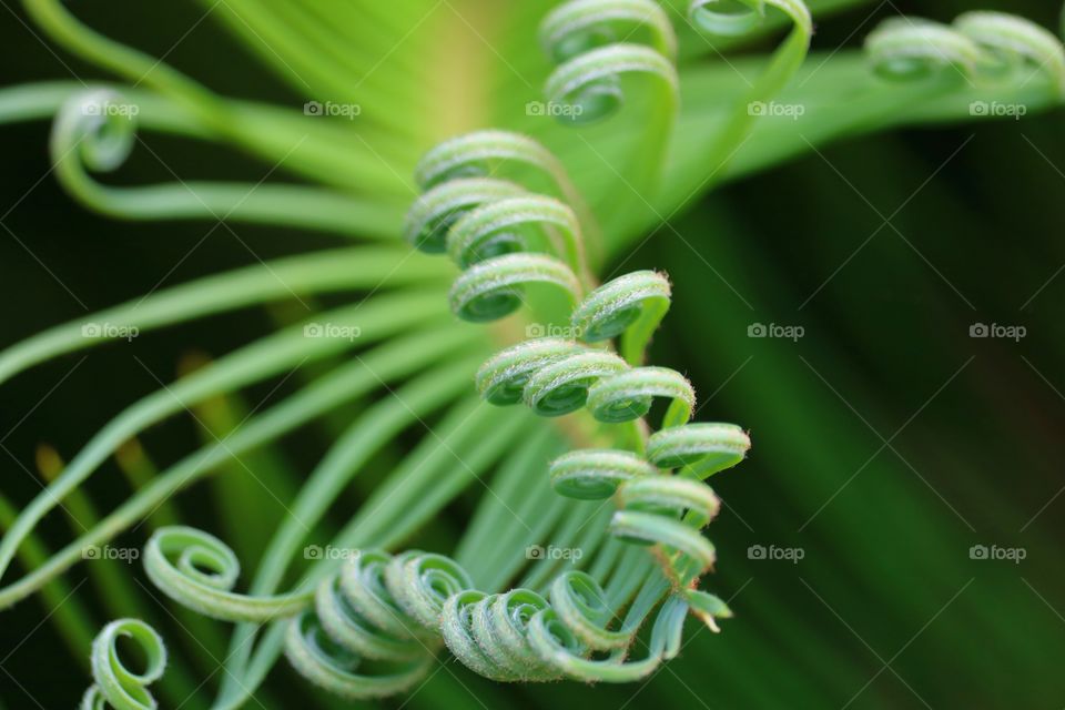 curly palm fronds