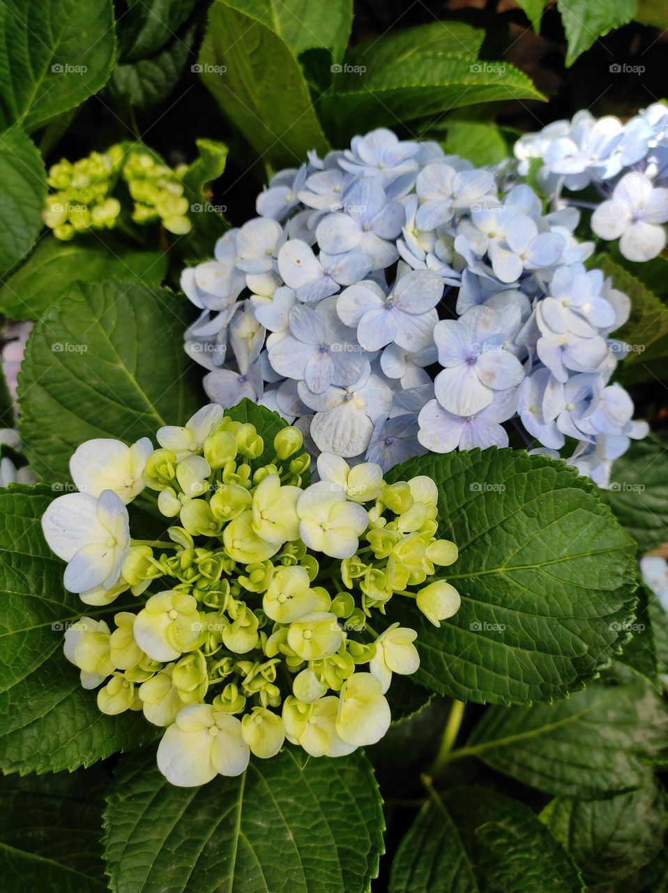french Hydrangea
