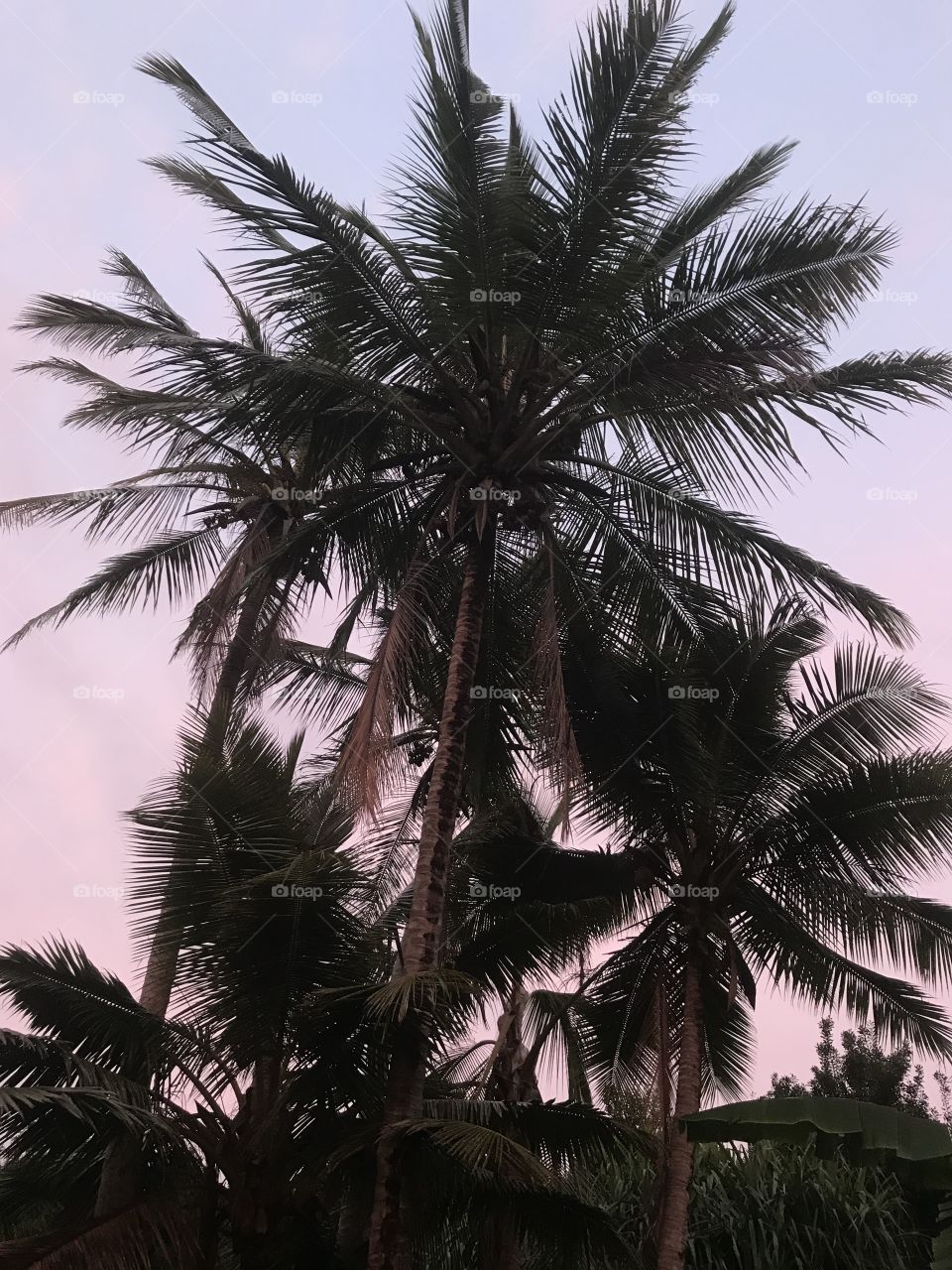 Coconut tree/Hawaii island-evening