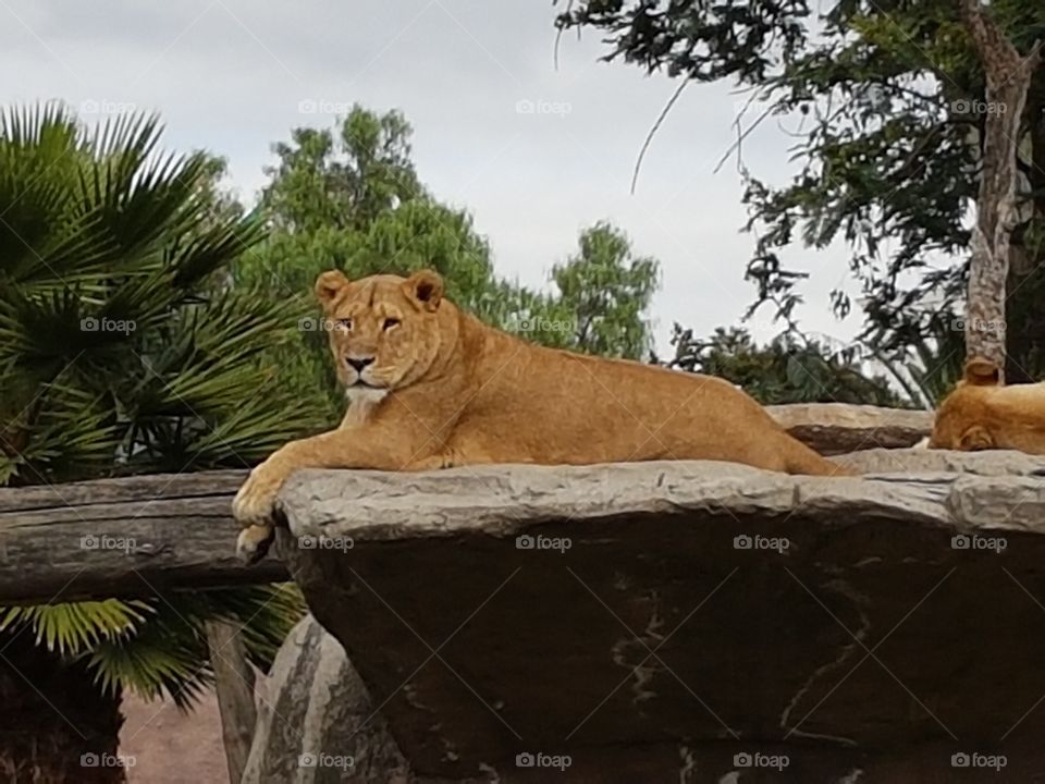 Lioness chilling in captivity. Taken at San Juan de Aragon' s Zoo.