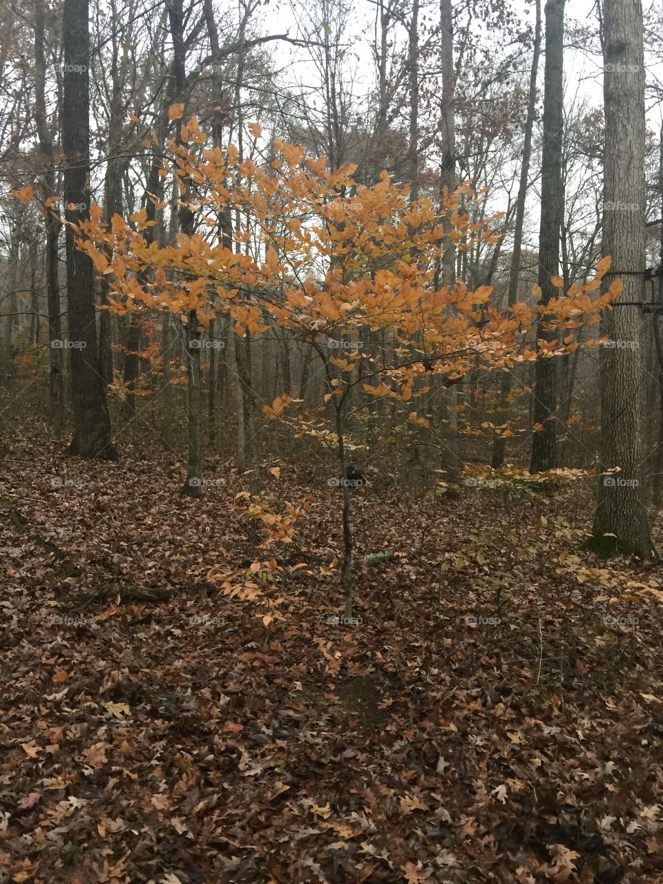 Small Fall tree in the woods