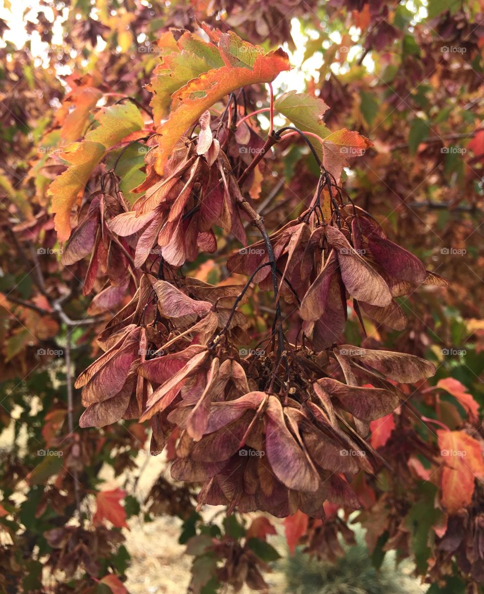 Maple seeds (helicopters) turning red as they move into fall. 