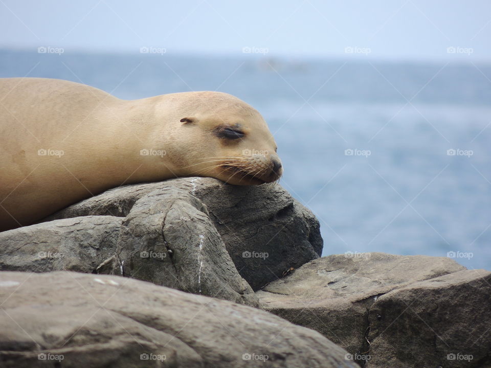 Seal Beach La Jolla