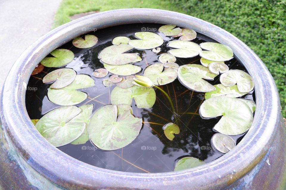 green lotus leaf in a jar.