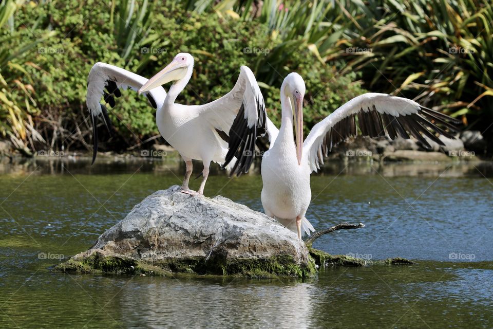 Pelicans