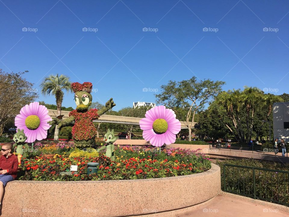 A margarida entre margaridas