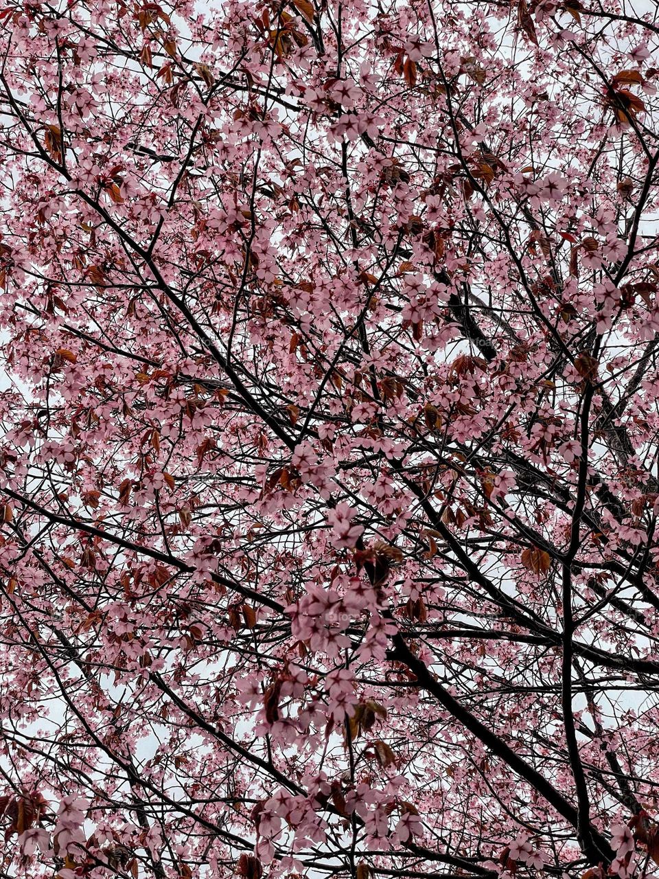 Pastel pink color sakura cherry tree blooming flowers against the light sky