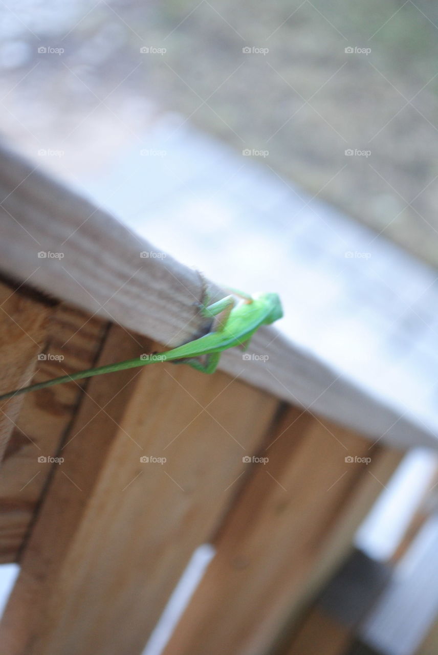 Green gecko at the fence