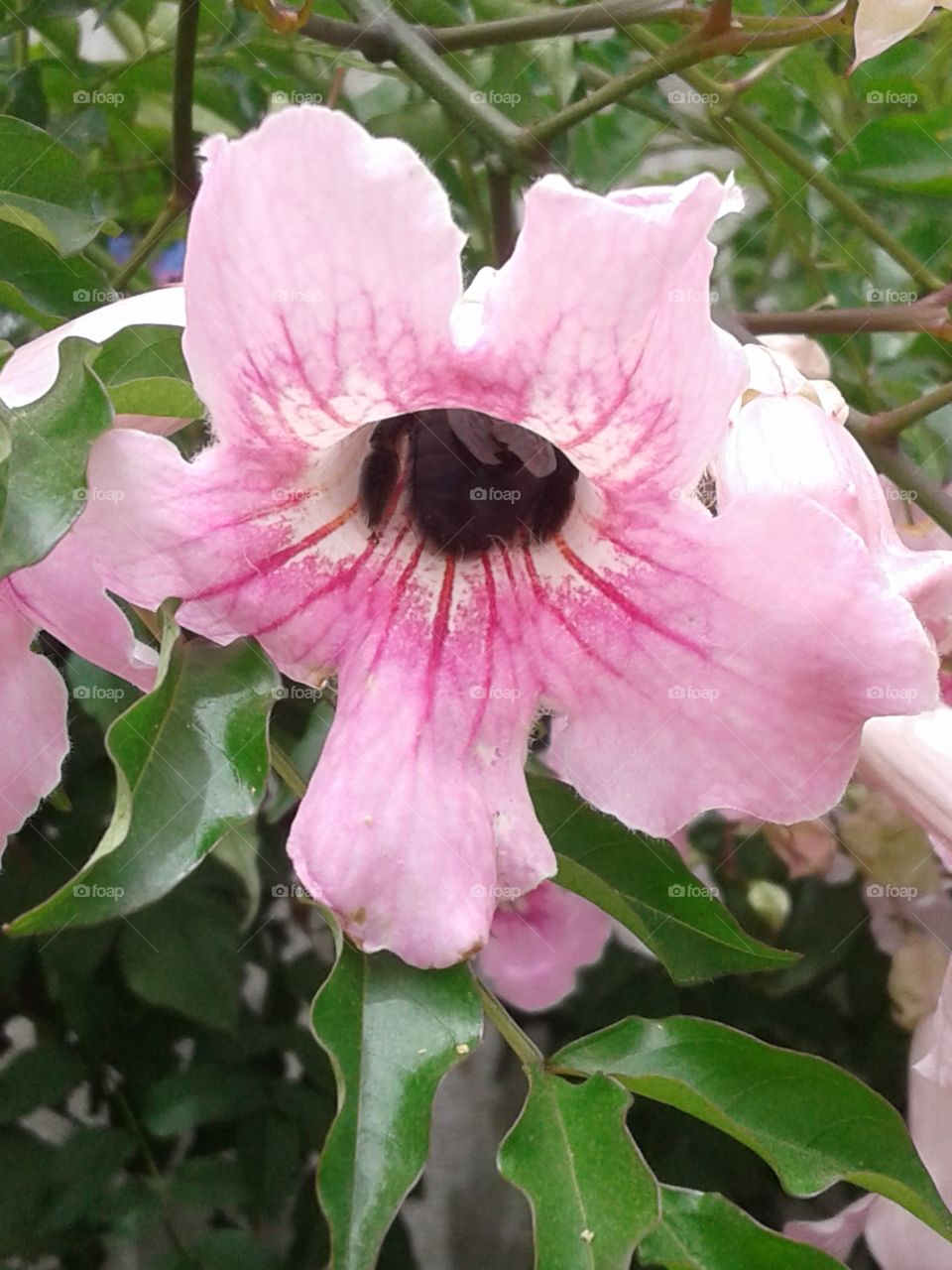 bee on a flower