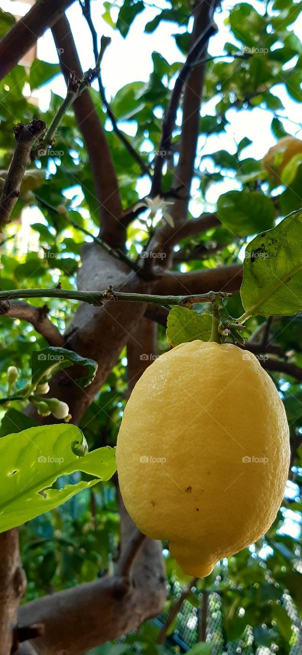 lemon tree