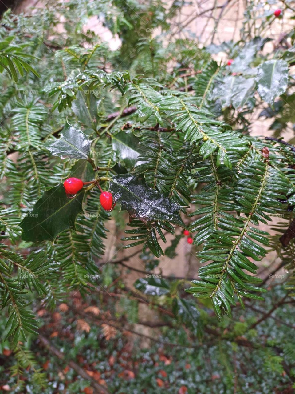 Parc de Mariemont , la Louvière