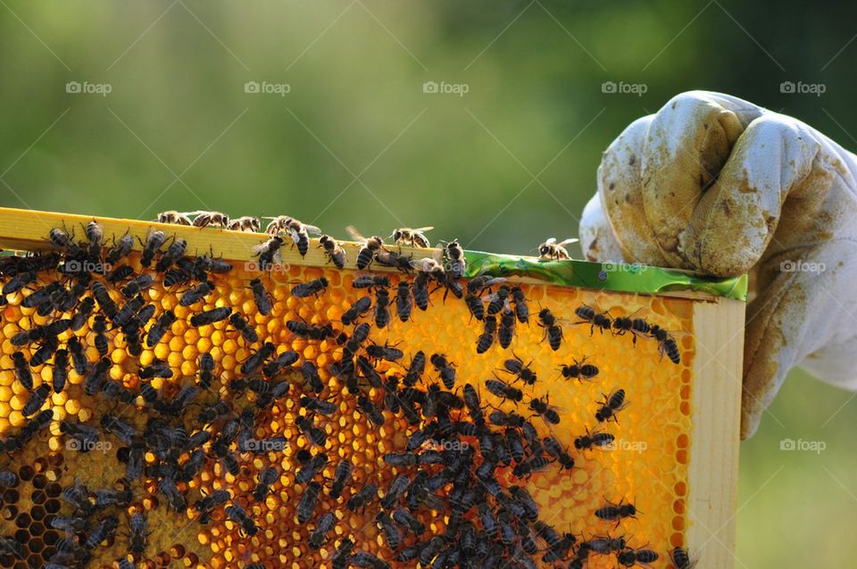 Beekeeper