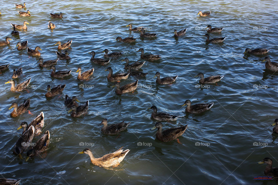Lots of ducks