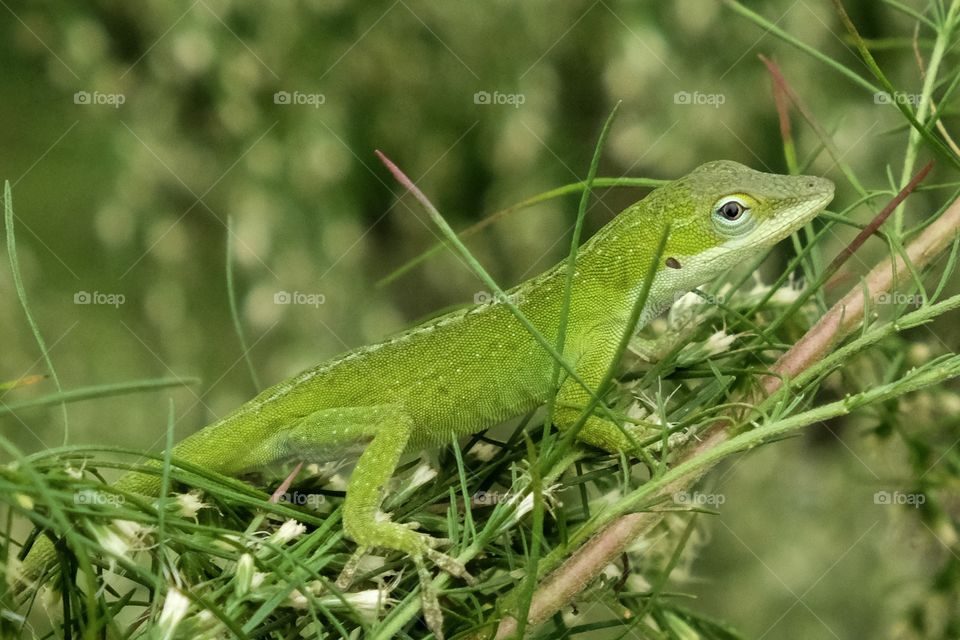 A Carolina anole, also called a green anole, scrambles in the bushes at Yates Mill County Park in Raleigh North Carolina. 