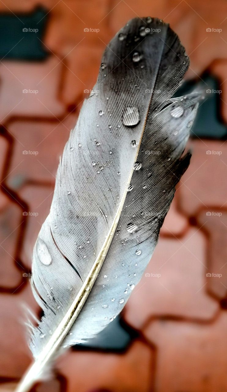 Feather.....