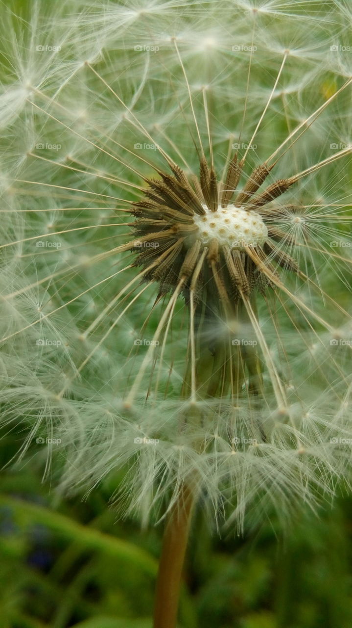 Dandelion, Nature, Summer, Flora, Seed