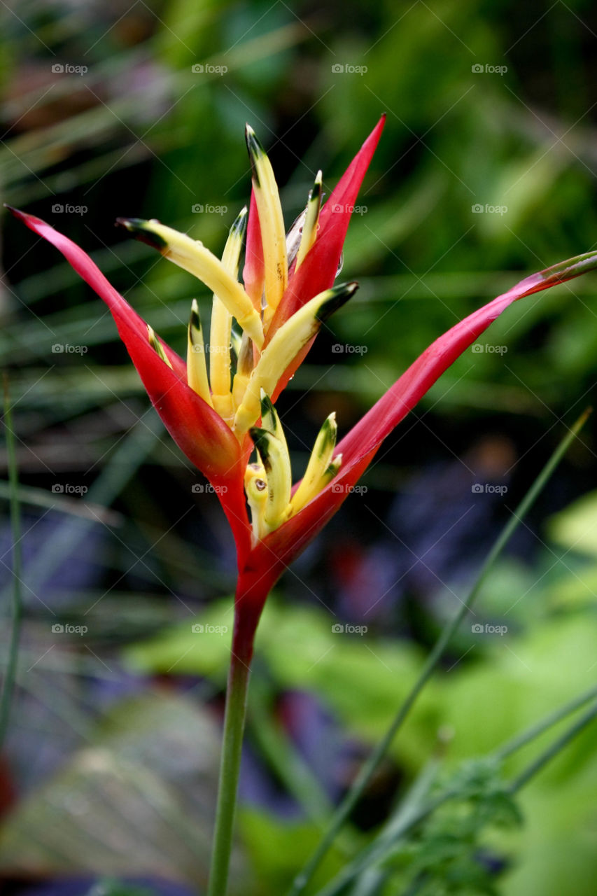 Bird of paradise