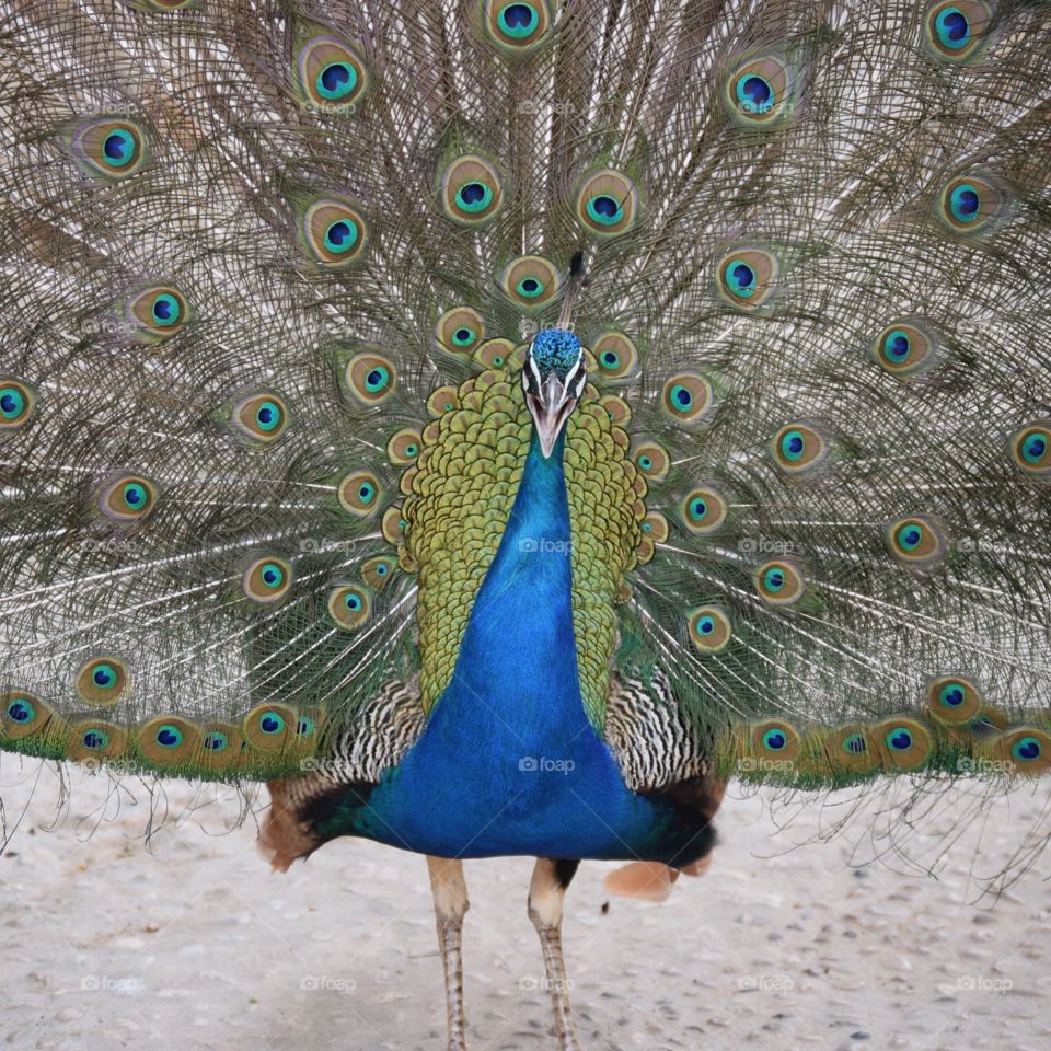 peacock