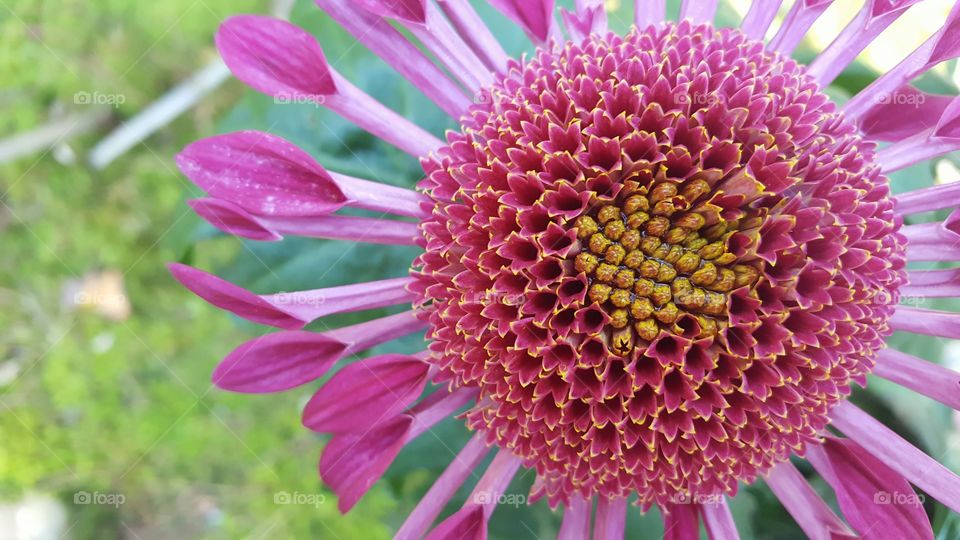 close up in the garden