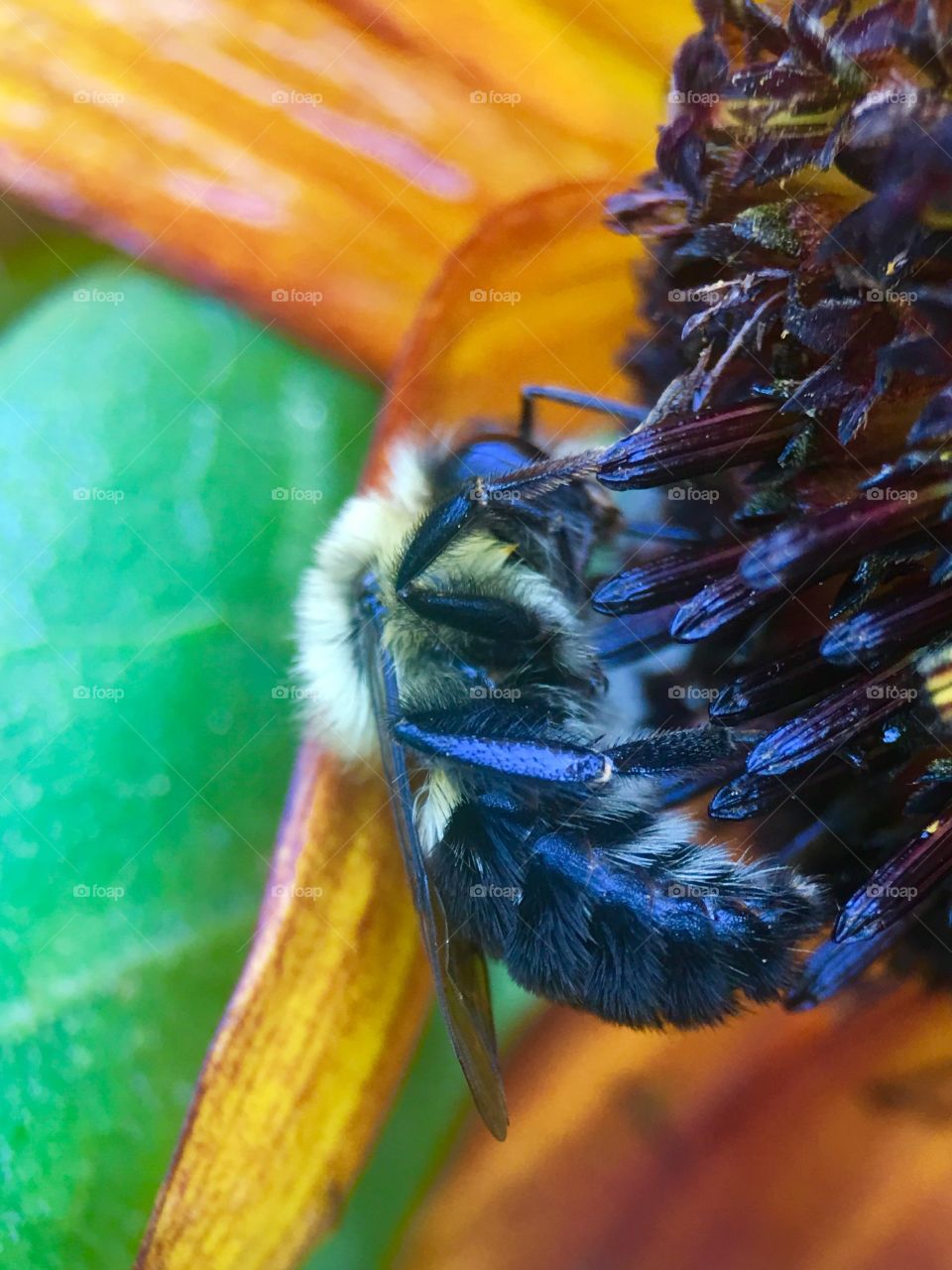 Bee searching for pollen