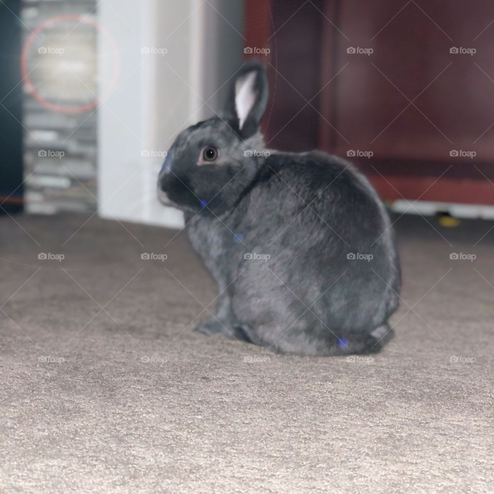Ollie the bunny