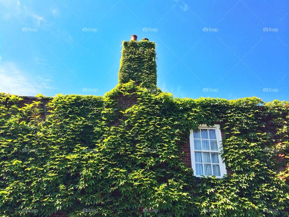 Window with green ivy. Window with green ivy