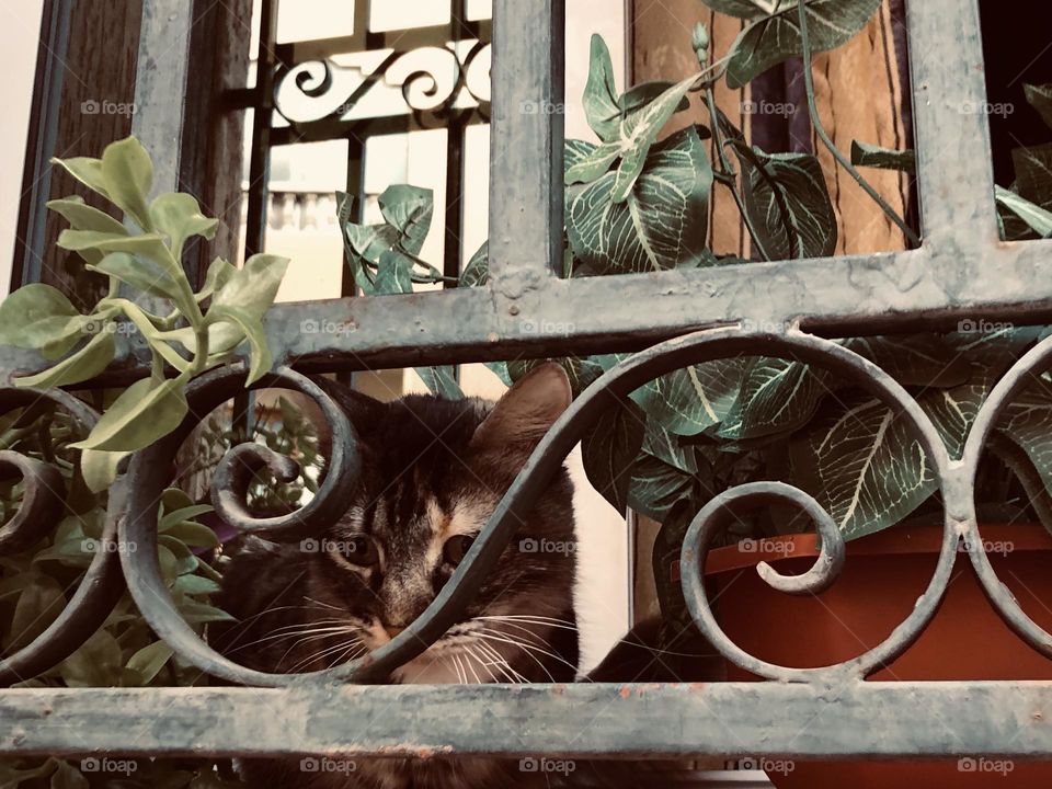 Beautiful and cute cat looking at camera from the window 