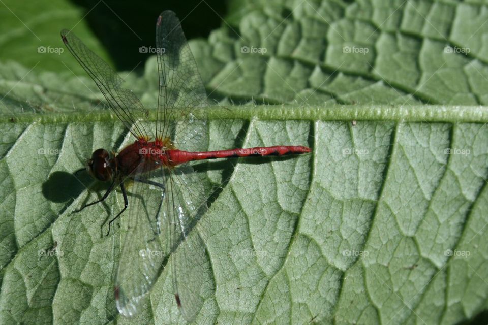 Dragonfly